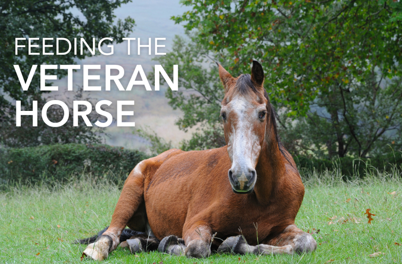 Feeding the Veteran Horse - Equine Science Matters™